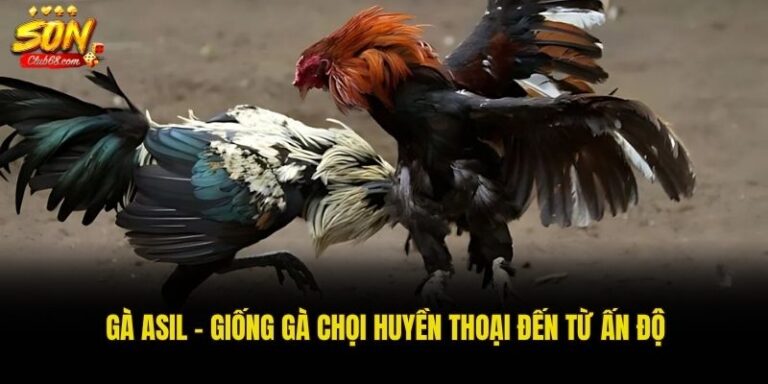 Gà Asil